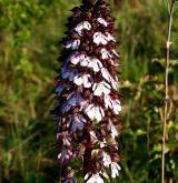 vstavač nachový  <i>(Orchis purpurea)</i> / Květ/Květenství