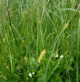 ostřice srstnatá <i>(Carex hirta)</i> / Habitus