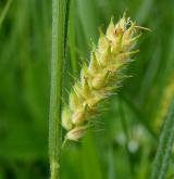 ostřice srstnatá <i>(Carex hirta)</i> / Květ/Květenství