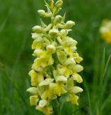 vstavač bledý <i>(Orchis pallens)</i> / Květ/Květenství