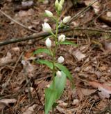 okrotice bílá <i>(Cephalanthera damasonium)</i>