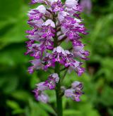 vstavač vojenský <i>(Orchis militaris)</i> / Květ/Květenství