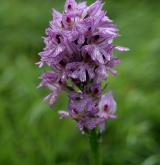 vstavač trojzubý <i>(Orchis tridentata)</i> / Květ/Květenství
