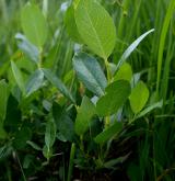 vrba dvoubarvá <i>(Salix bicolor)</i> / Habitus
