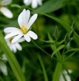 ptačinec trávovitý <i>(Stellaria graminea)</i> / Květ/Květenství