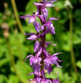 vstavač mužský <i>(Orchis mascula)</i> / Květ/Květenství