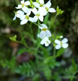 řeřišničník písečný <i>(Cardaminopsis arenosa)</i> / Květ/Květenství