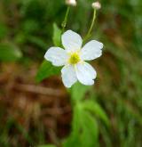 pryskyřník omějolistý <i>(Ranunculus aconitifolius)</i> / Květ/Květenství