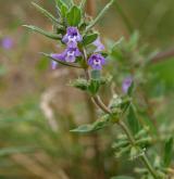 pamětník rolní <i>(Acinos arvensis)</i> / Habitus