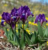 kosatec nízký <i>(Iris pumila)</i>