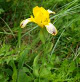 kosatec různobarvý <i>(Iris variegata)</i> / Habitus