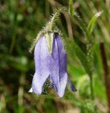 zvonek vousatý <i>(Campanula barbata)</i> / Květ/Květenství