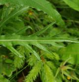 pcháč různolistý  <i>(Cirsium heterophyllum)</i>