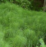 přeslička největší <i>(Equisetum telmateia)</i> / Detail porostu