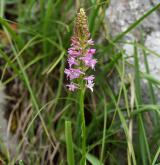 pětiprstka vonná <i>(Gymnadenia odoratissima)</i> / Habitus