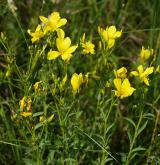 len žlutý <i>(Linum flavum)</i>