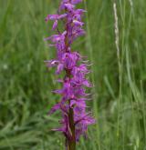 vstavač mužský <i>(Orchis mascula)</i> / Květ/Květenství