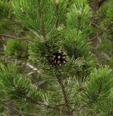 borovice blatka <i>(Pinus rotundata)</i>