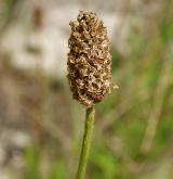 jitrocel nejvyšší <i>(Plantago altissima)</i> / Květ/Květenství