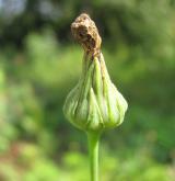 mléč zelinný <i>(Sonchus oleraceus)</i> / Květ/Květenství