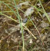 česnek kulatohlavý <i>(Allium sphaerocephalon)</i> / Stonek