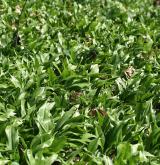 česnek medvědí <i>(Allium ursinum)</i> / Habitus