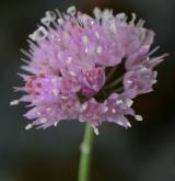 česnek šerý <i>(Allium senescens)</i> / Květ/Květenství