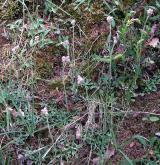 kociánek dvoudomý <i>(Antennaria dioica)</i> / Habitus