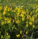 kručinka německá <i>(Genista germanica)</i> / Habitus