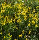 kručinka německá <i>(Genista germanica)</i> / Habitus