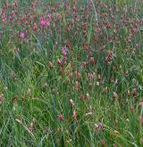 ostřice dvouřadá <i>(Carex disticha)</i> / Habitus