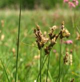 ostřice dvouřadá <i>(Carex disticha)</i> / Květ/Květenství