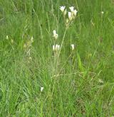 lomikámen zrnatý <i>(Saxifraga granulata)</i> / Habitus