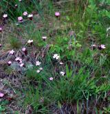 hvozdík kartouzek <i>(Dianthus carthusianorum)</i> / Habitus