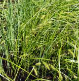 ostřice měchýřkatá <i>(Carex vesicaria)</i> / Habitus