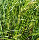 ostřice měchýřkatá <i>(Carex vesicaria)</i> / Habitus