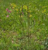 smělek štíhlý <i>(Koeleria macrantha)</i> / Habitus