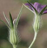 koukol polní <i>(Agrostemma githago)</i> / Květ/Květenství
