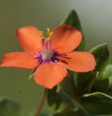 drchnička rolní <i>(Anagallis arvensis)</i> / Květ/Květenství