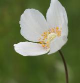 sasanka lesní <i>(Anemone sylvestris)</i> / Květ/Květenství