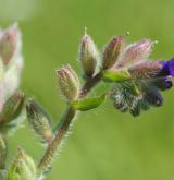 pilát lékařský <i>(Anchusa officinalis)</i> / Květ/Květenství