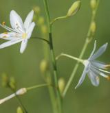 bělozářka větevnatá <i>(Anthericum ramosum)</i> / Květ/Květenství