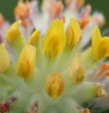 úročník bolhoj <i>(Anthyllis vulneraria)</i> / Květ/Květenství