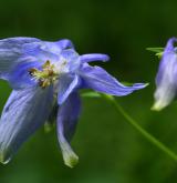 orlíček obecný <i>(Aquilegia vulgaris)</i> / Květ/Květenství