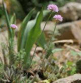 trávnička přímořská <i>(Armeria maritima)</i> / Habitus