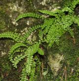 sleziník zelený <i>(Asplenium viride)</i> / Habitus