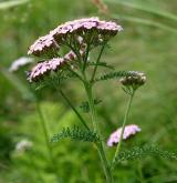 řebříček obecný <i>(Achillea millefolium)</i> / Habitus