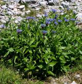 chrpa horská <i>(Centaurea montana)</i> / Porost