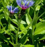 chrpa horská <i>(Centaurea montana)</i> / Květ/Květenství