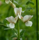 vikev panonská <i>(Vicia pannonica)</i> / Květ/Květenství